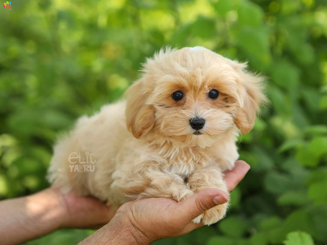 Maltipoo Minako