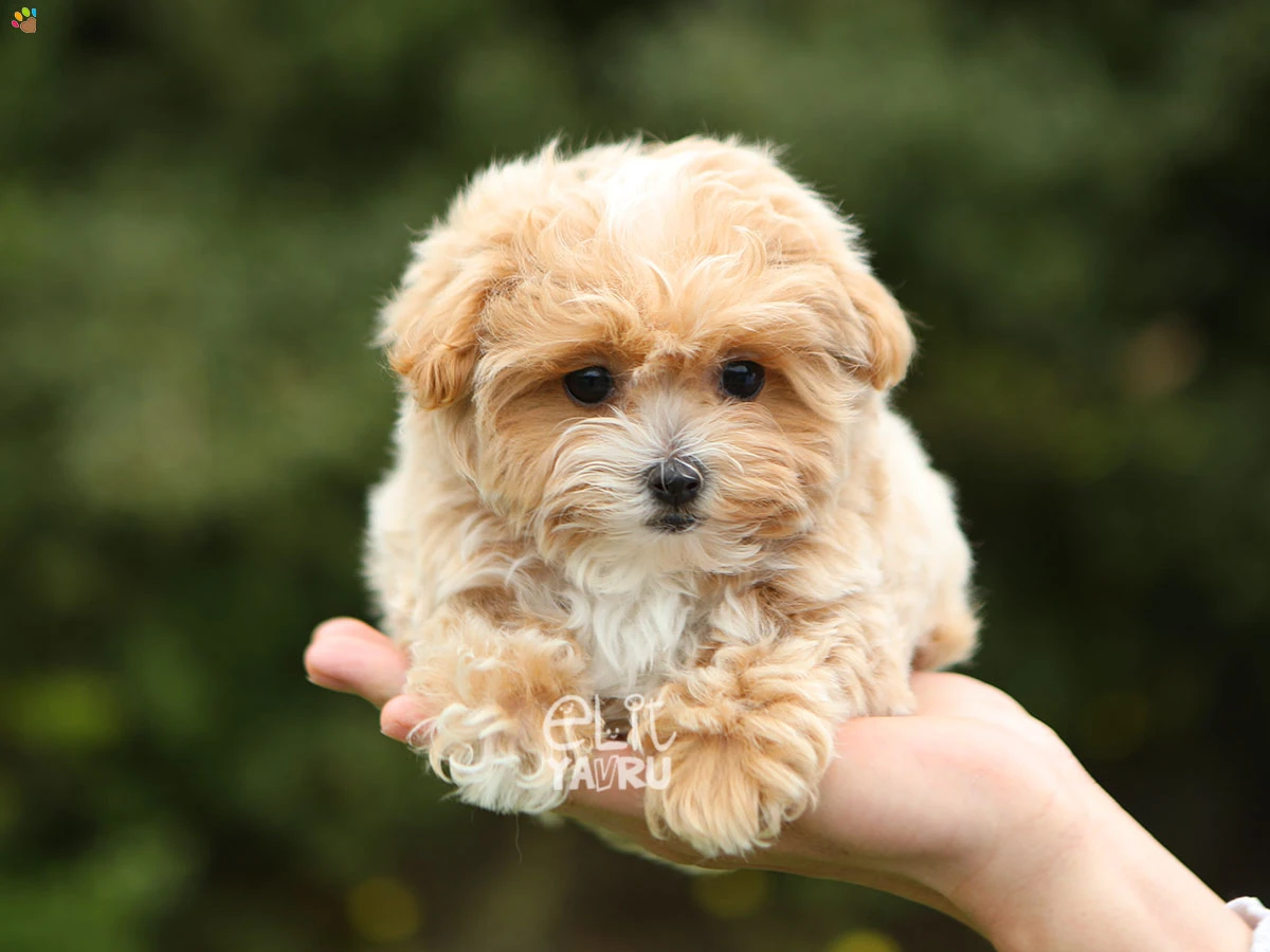 Maltipoo Mochi 3