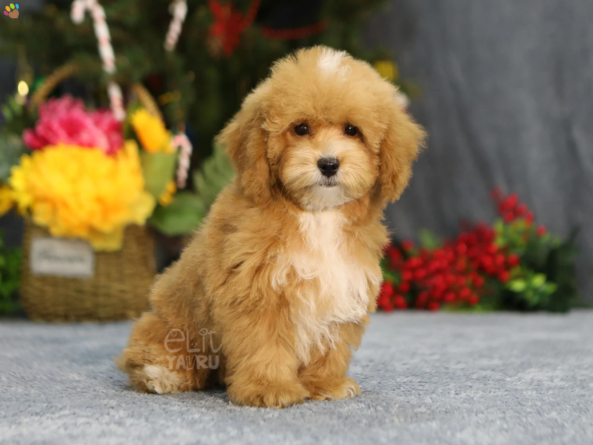 Maltipoo Mochie