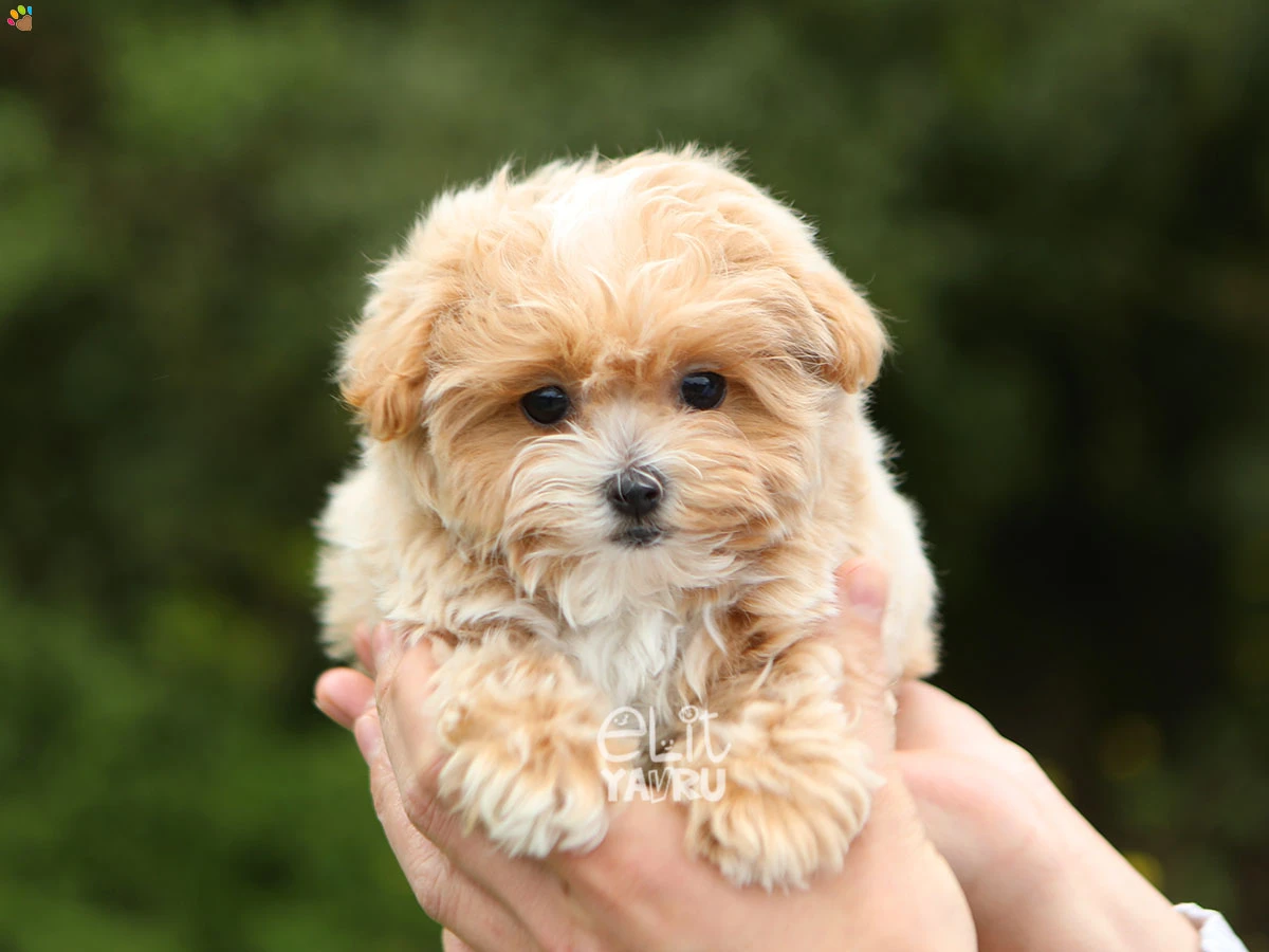 Maltipoo Mochi 1