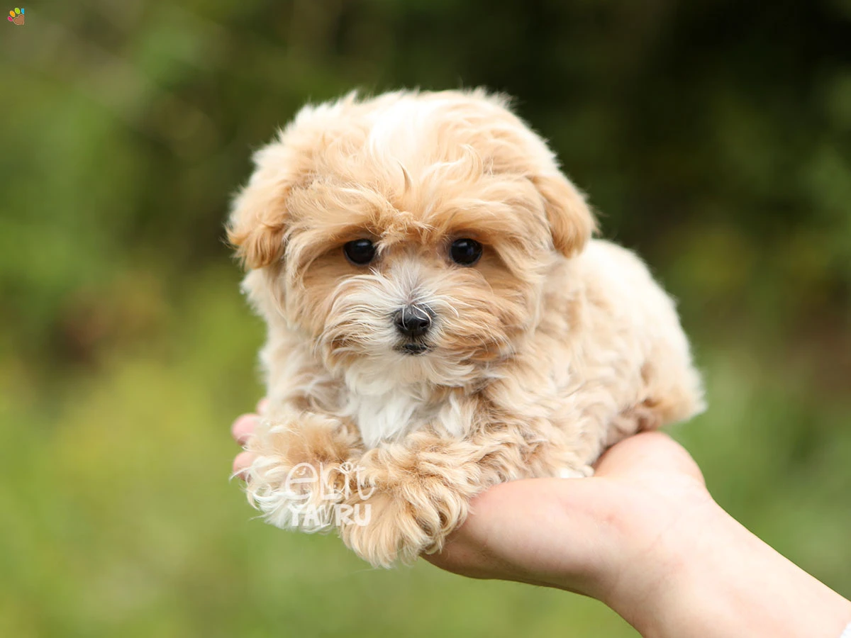 Maltipoo Mochi