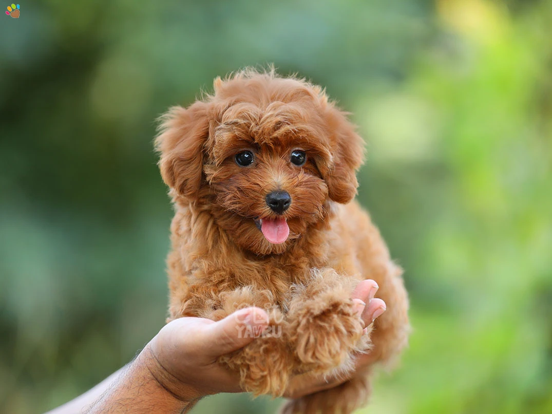 Maltipoo Molly 3