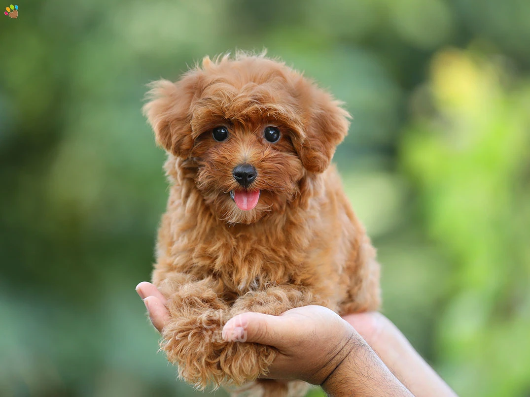 Maltipoo Molly 2