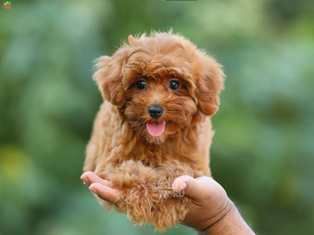 Maltipoo Molly