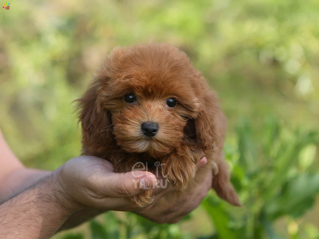 Maltipoo Montana 2