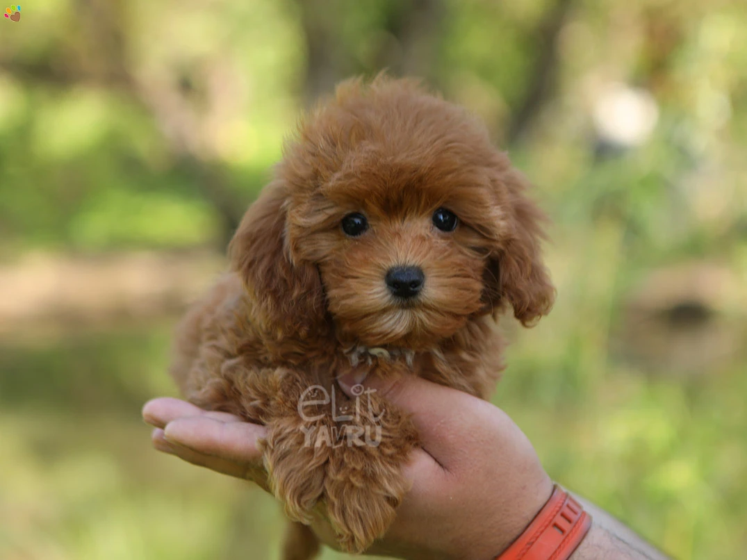 Maltipoo Montana 3