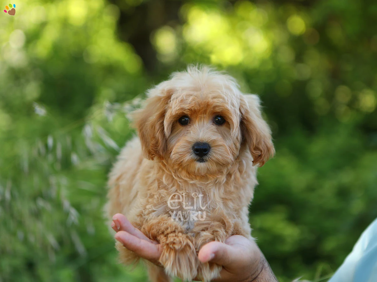  Muffin 1