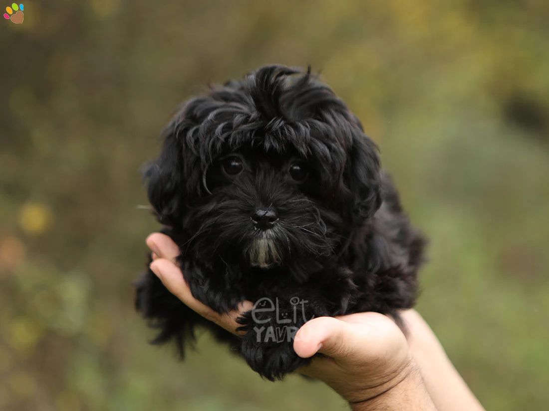 Maltipoo Myla