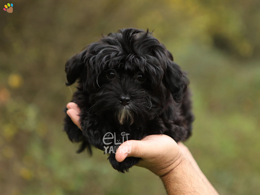 Maltipoo Myla 2