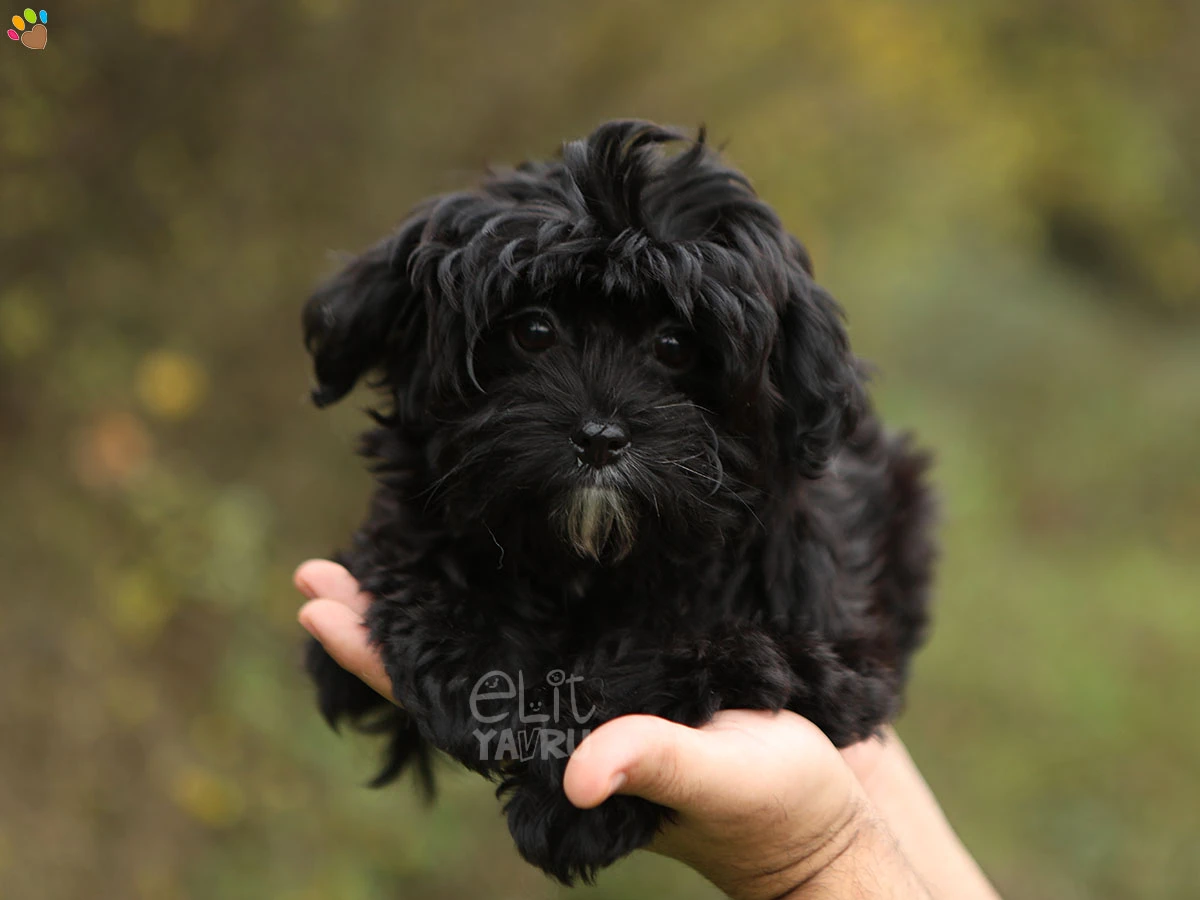 Maltipoo Myla 1