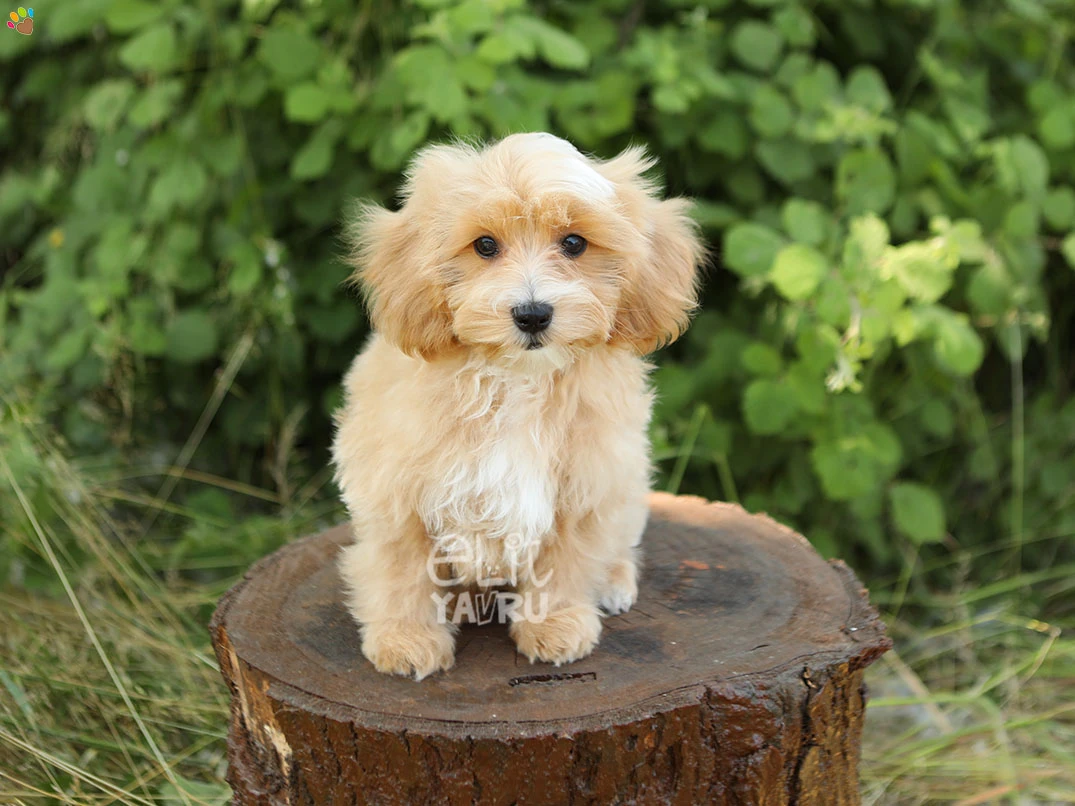 Maltipoo Nandor 2