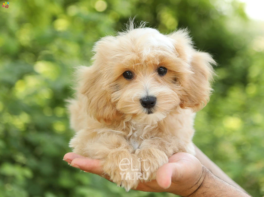 Maltipoo Nandor 3