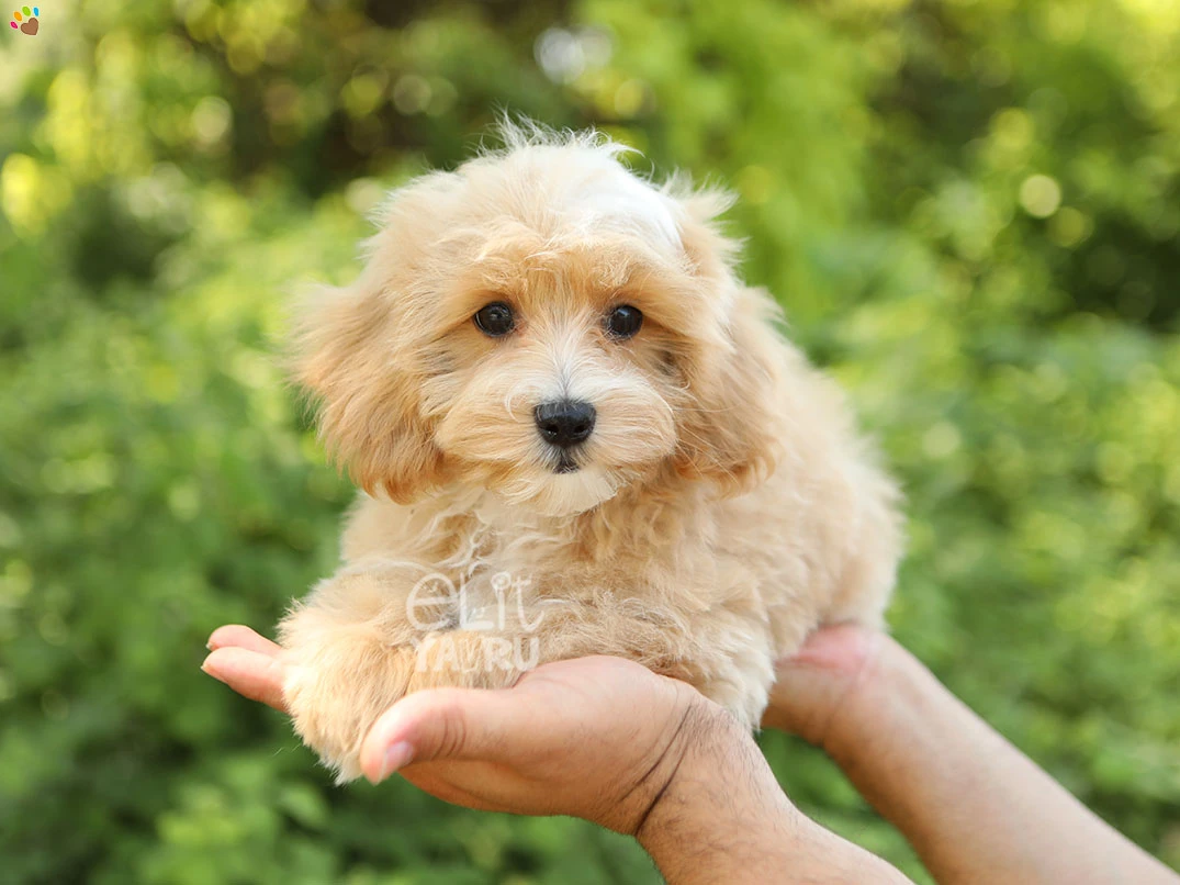 Maltipoo Nandor