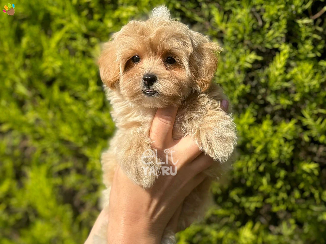 Maltipoo Nano