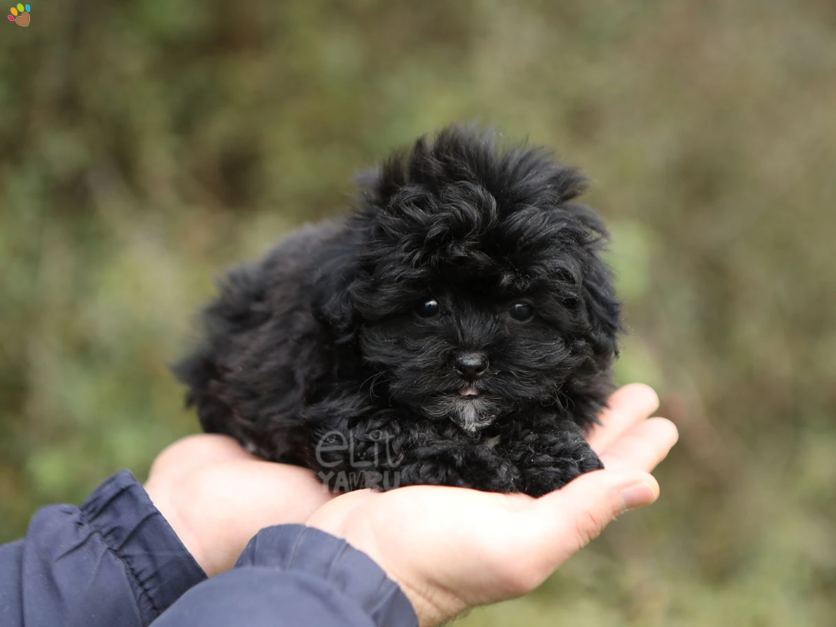 Maltipoo Nano