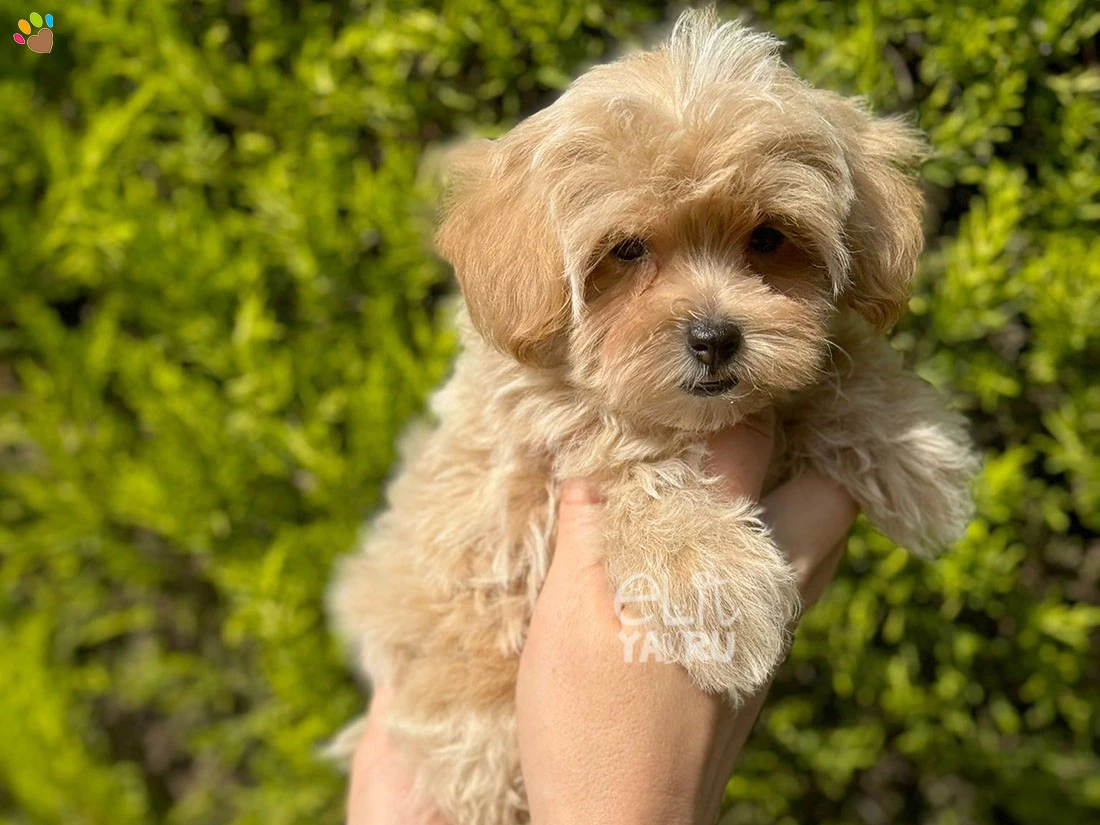 Maltipoo Nano 3