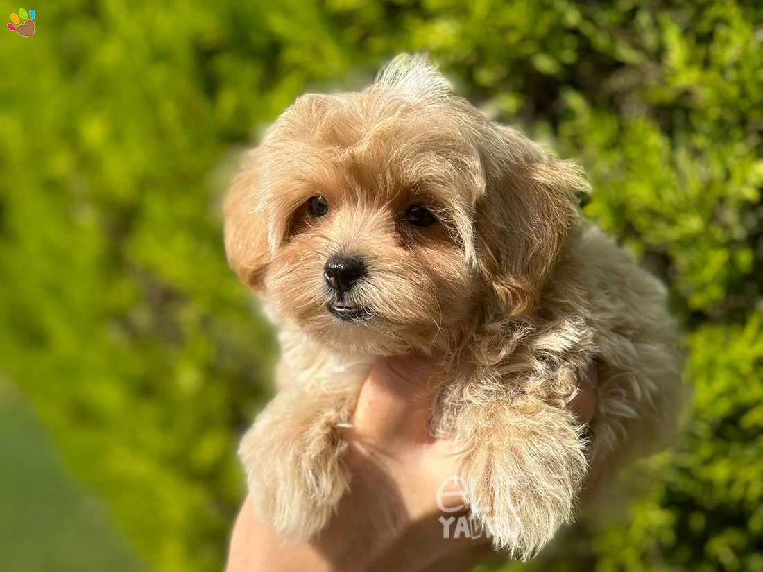 Maltipoo Nano 1