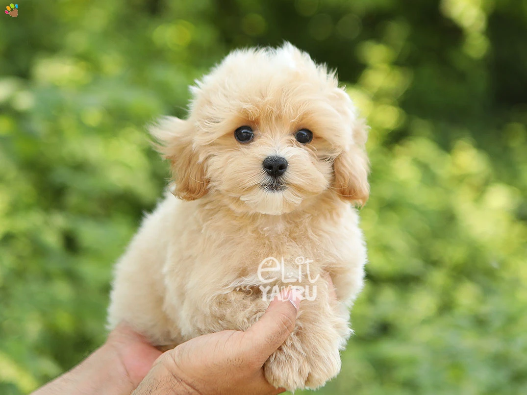 Maltipoo Narlo 2