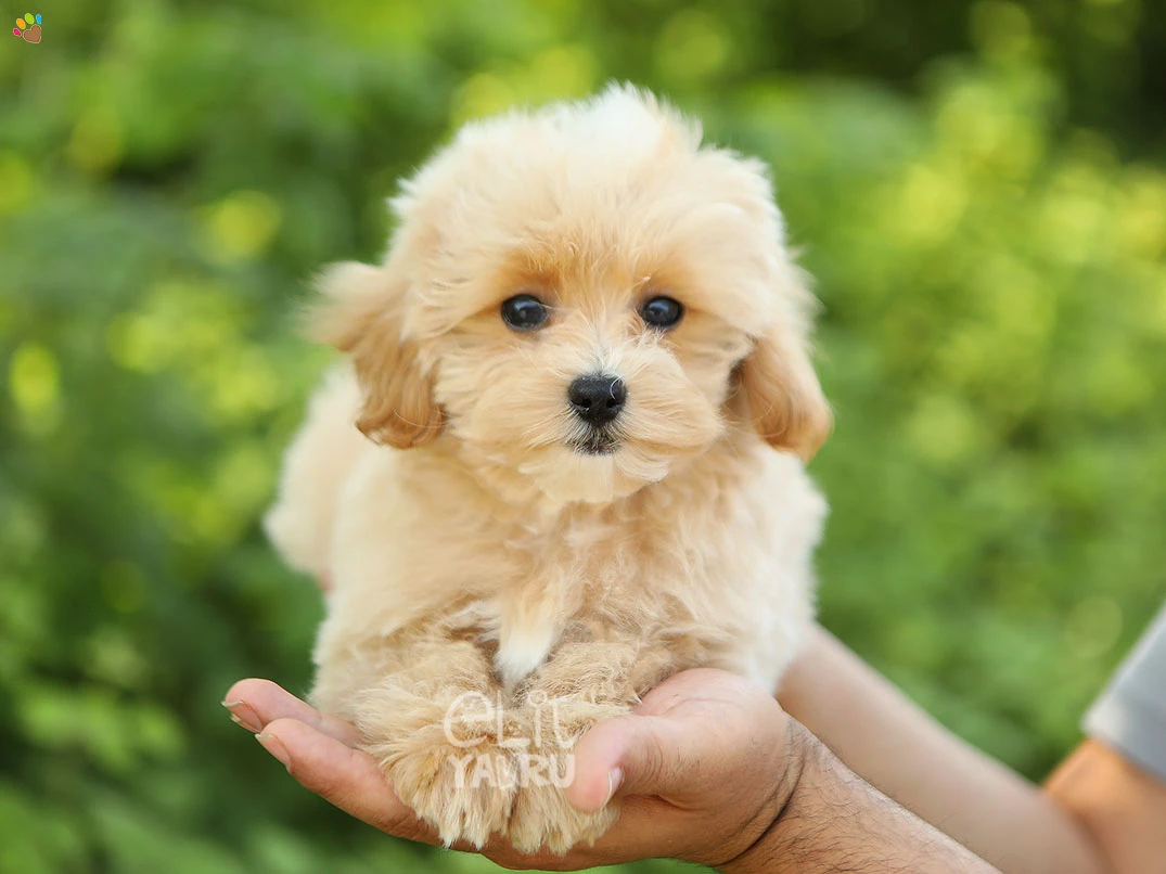 Maltipoo Narlo