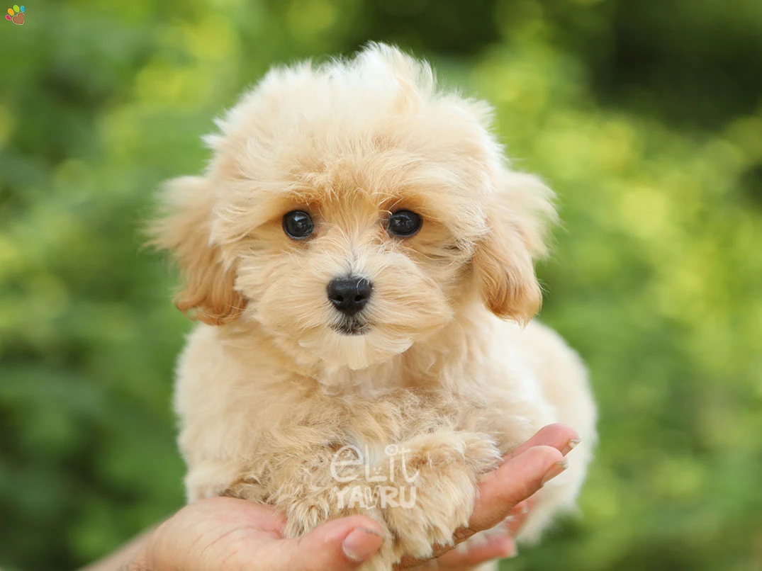Maltipoo Narlo 4