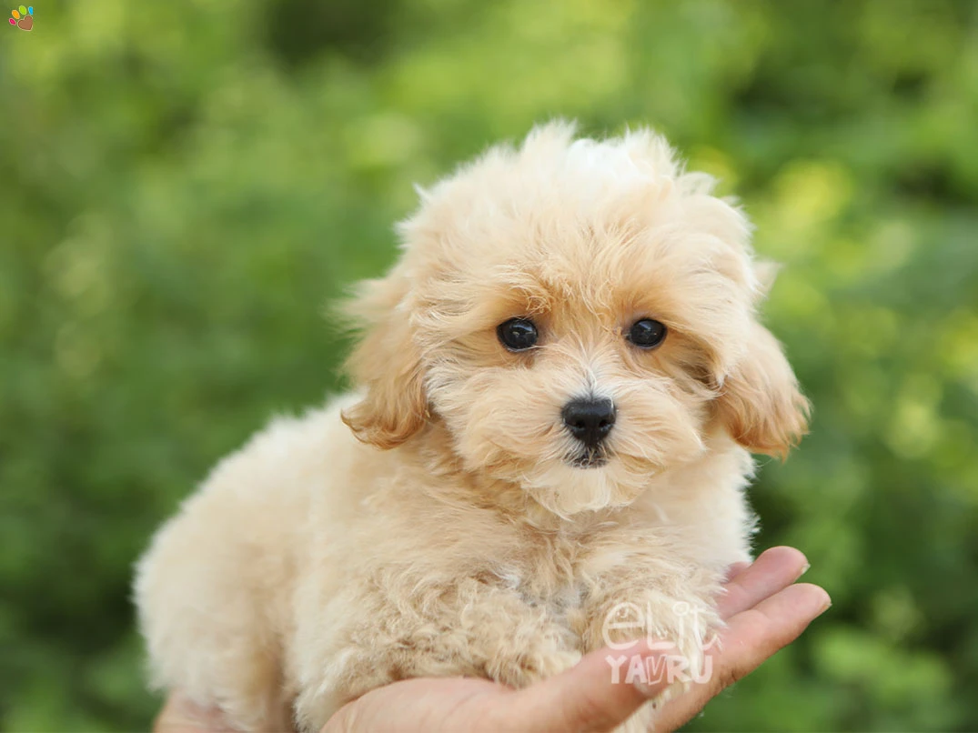 Maltipoo Narlo 1