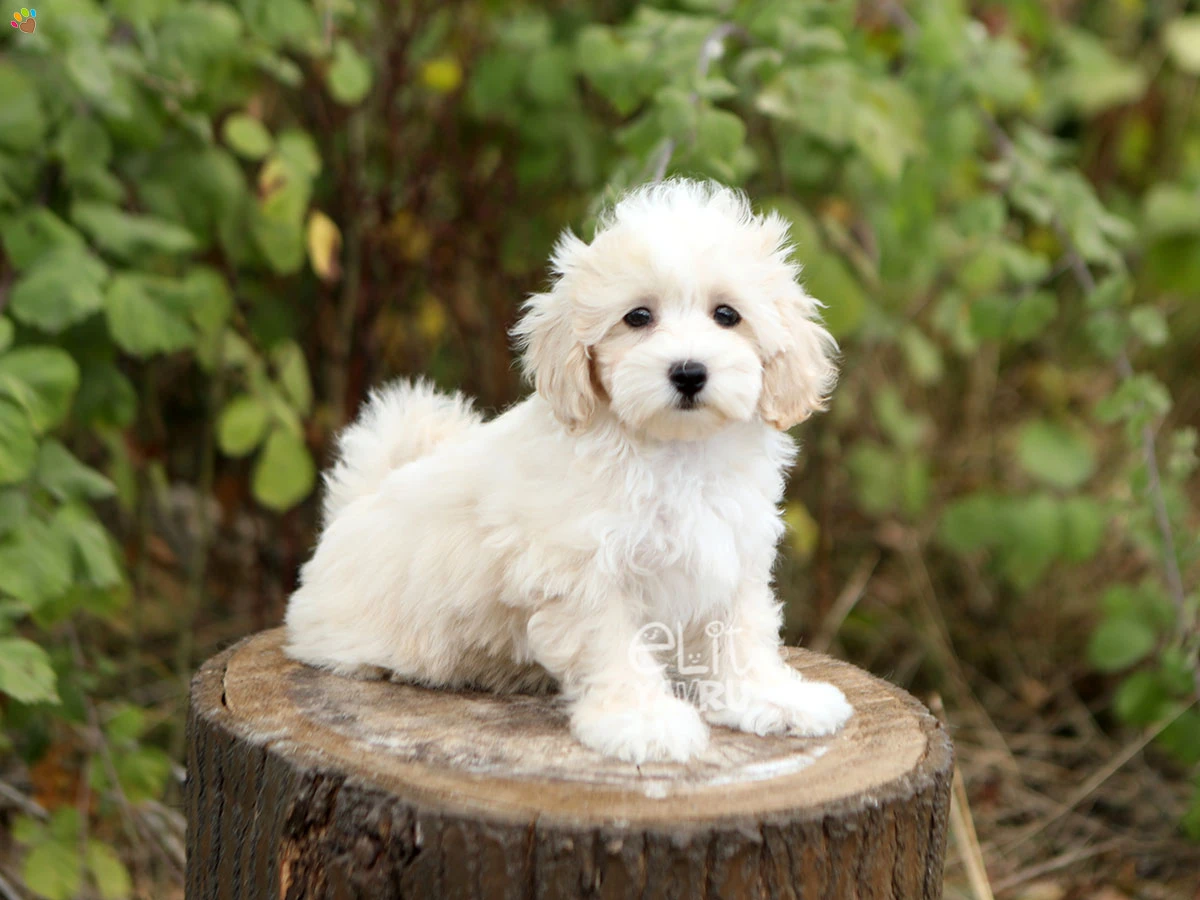 Maltipoo Nelly 1