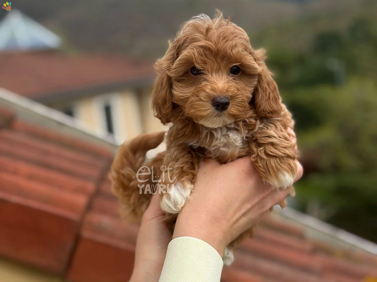 Maltipoo Nero