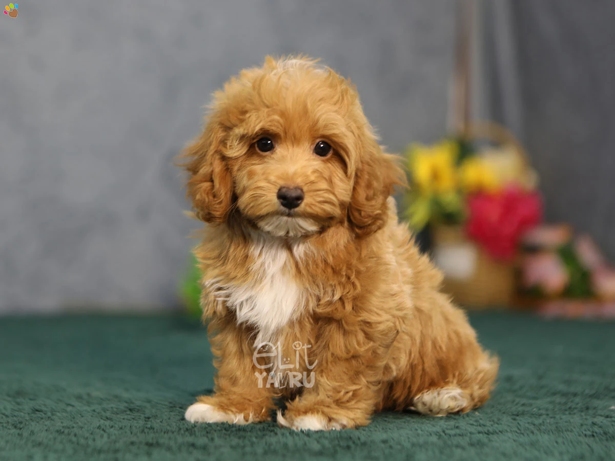 Maltipoo Nero