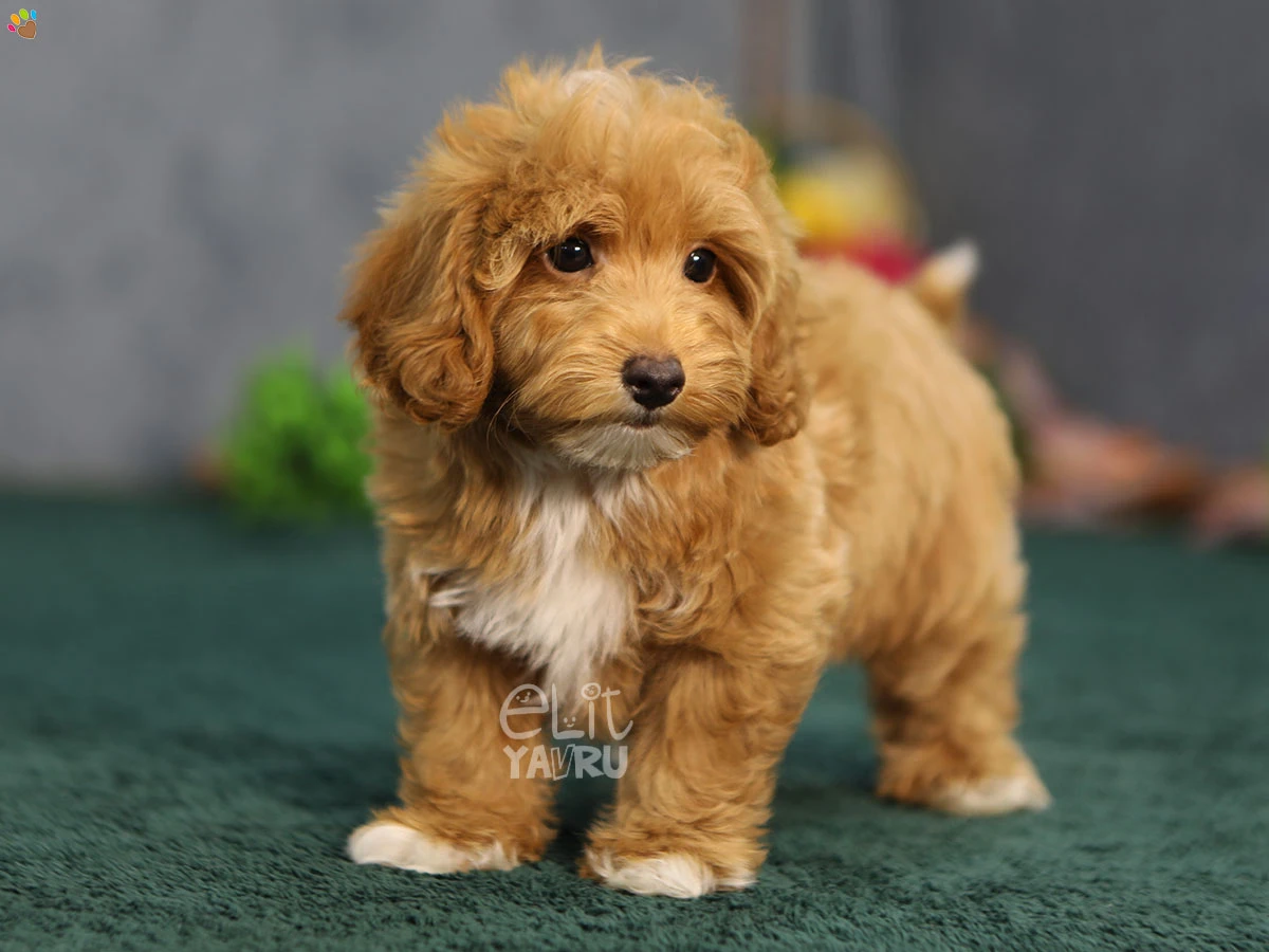 Maltipoo Nero 3