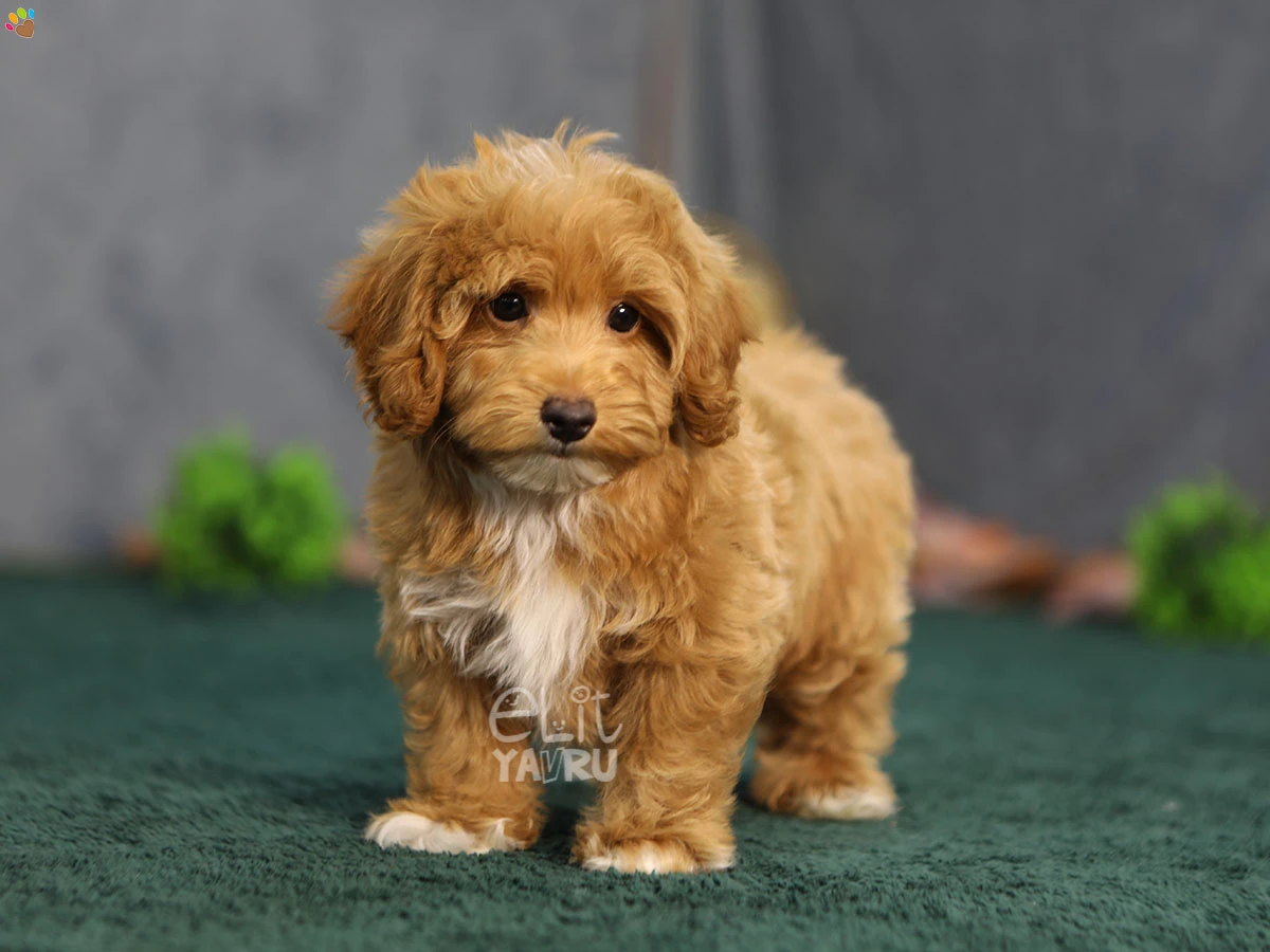 Maltipoo Nero 1
