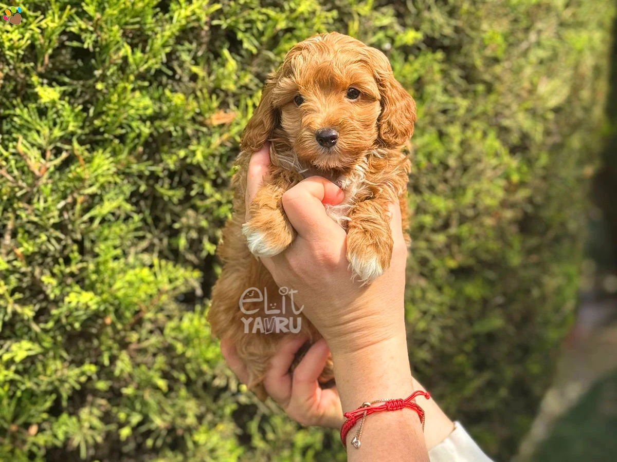 Maltipoo Nero