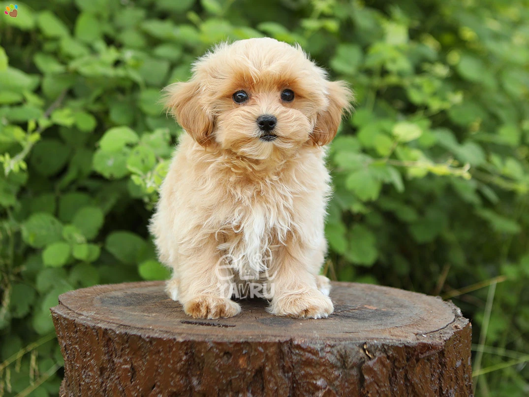 Maltipoo Nex