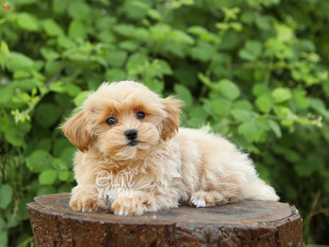 Maltipoo Nex 3