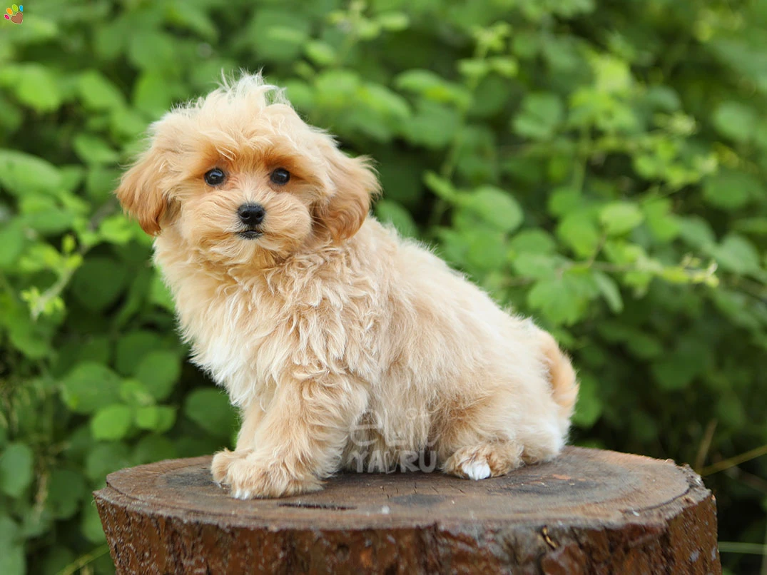 Maltipoo Nex 1