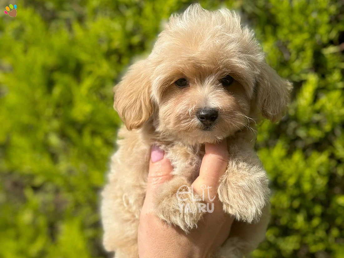 Maltipoo Nico 2