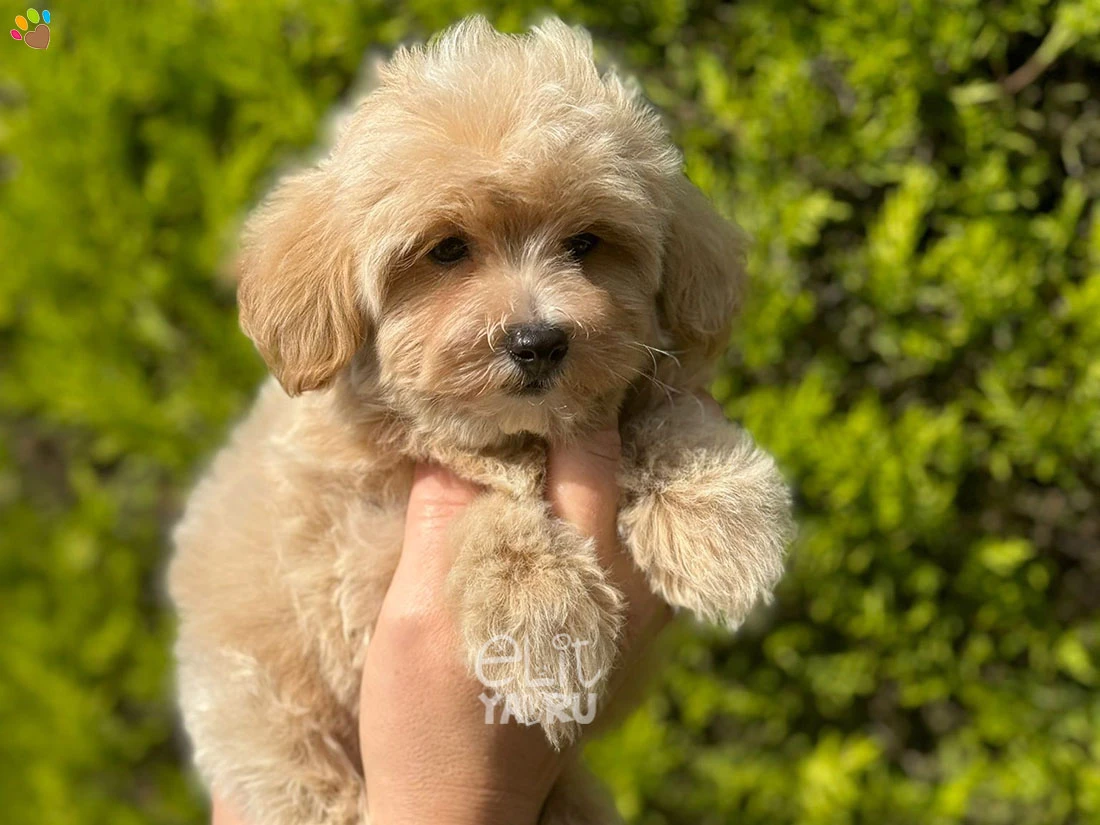 Maltipoo Nico