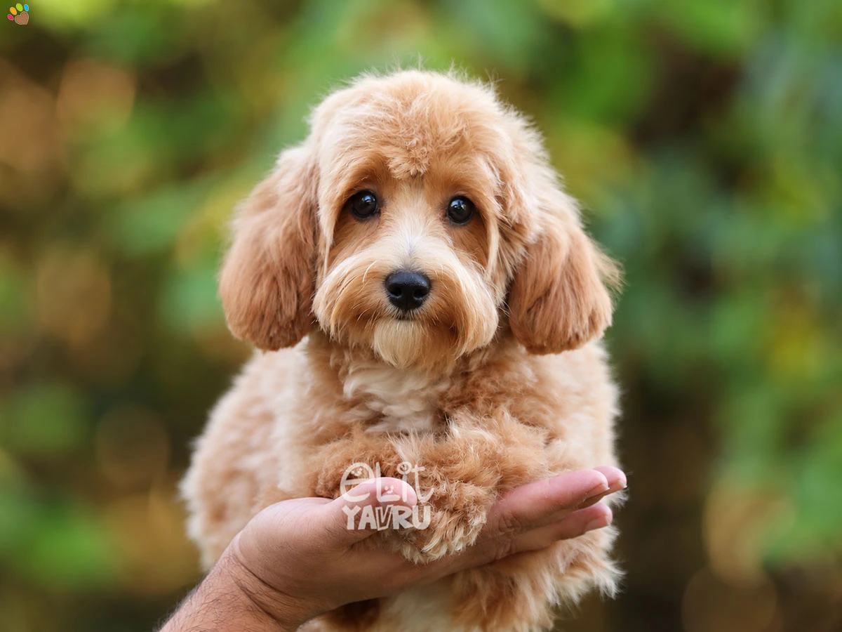 Maltipoo Nimsy 2