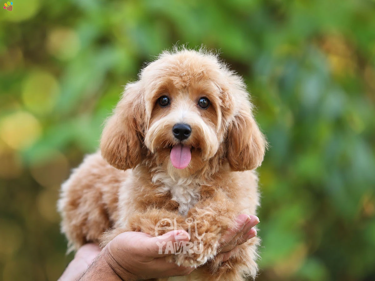 Maltipoo Nimsy 3