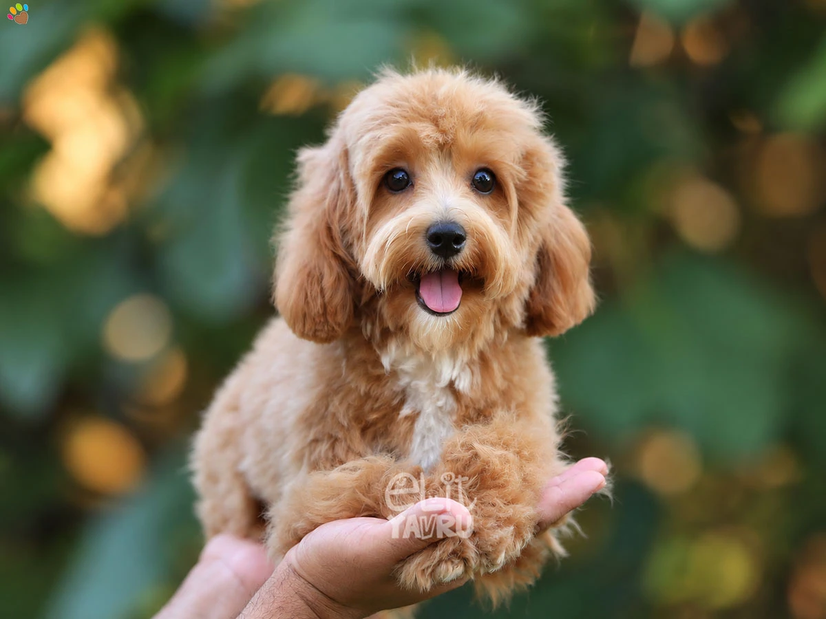 Maltipoo Nimsy