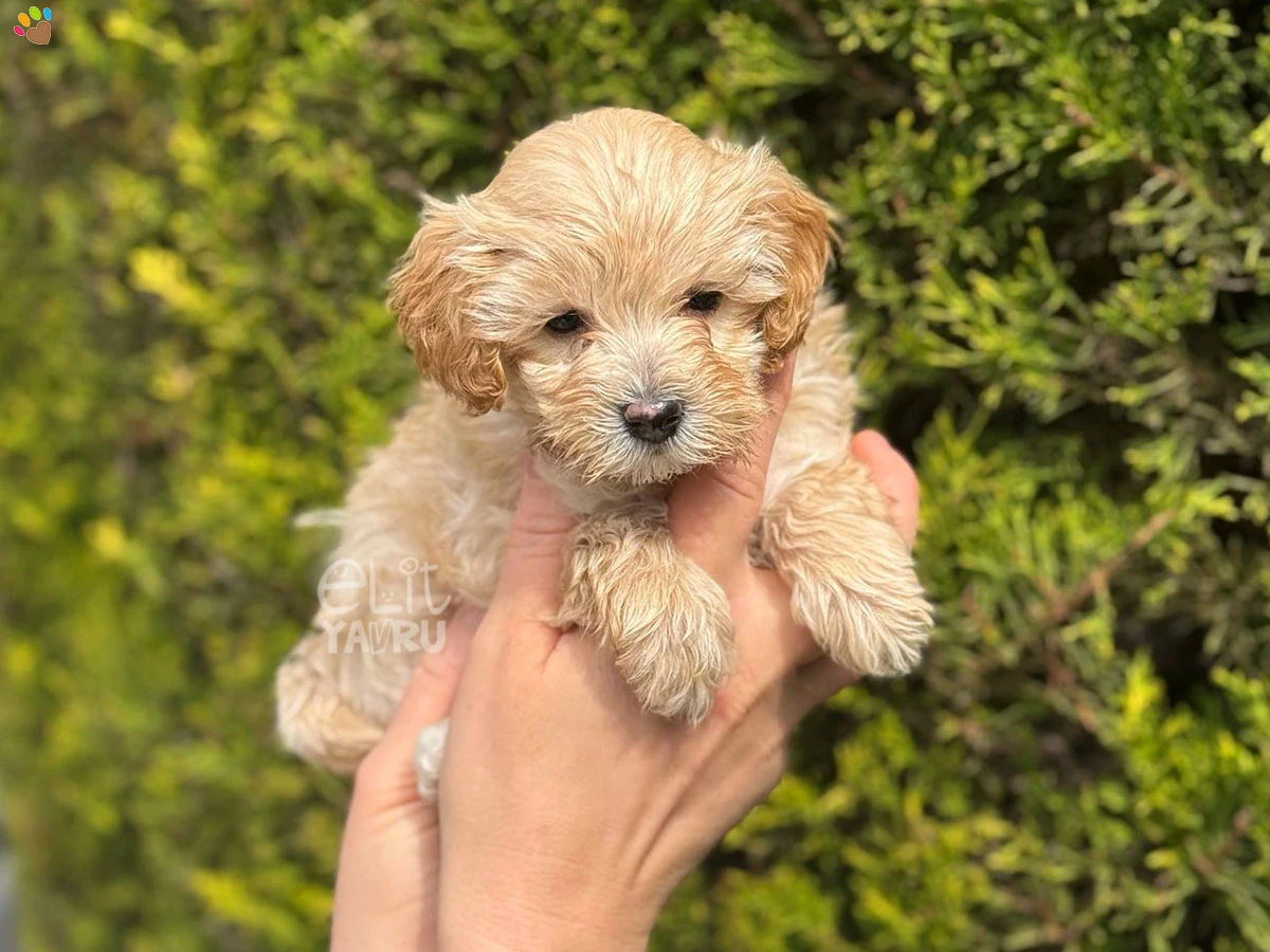 Maltipoo Nola