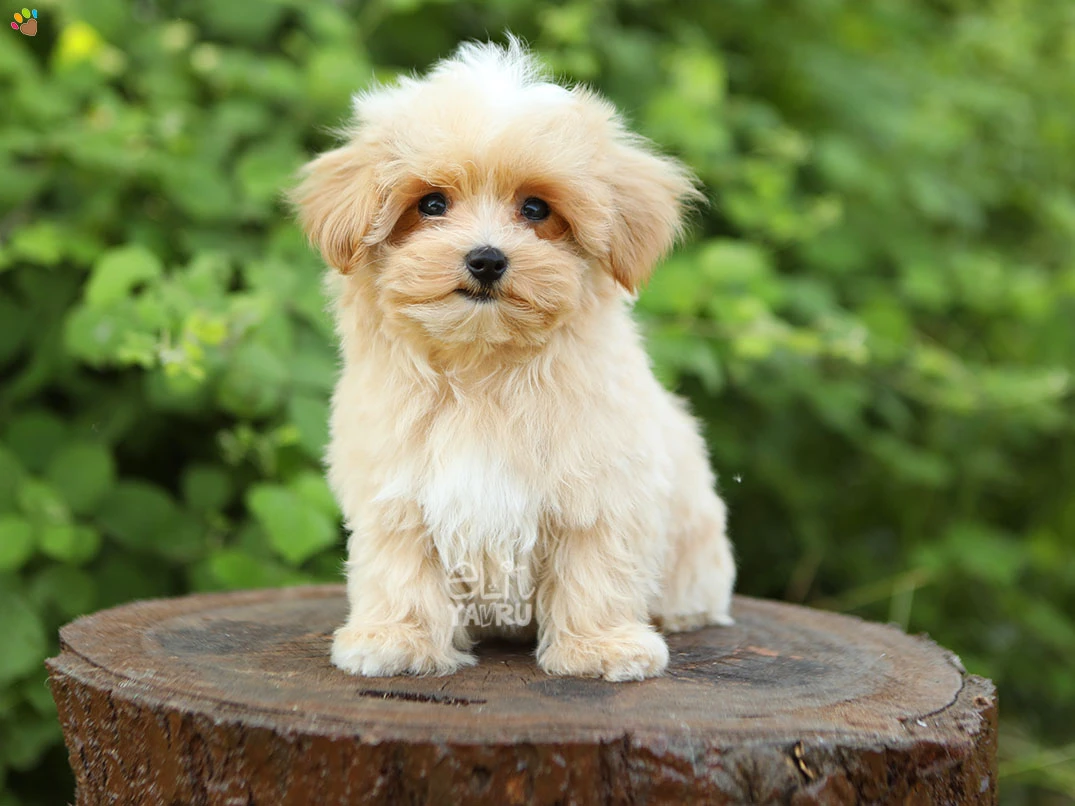 Maltipoo Norm 2