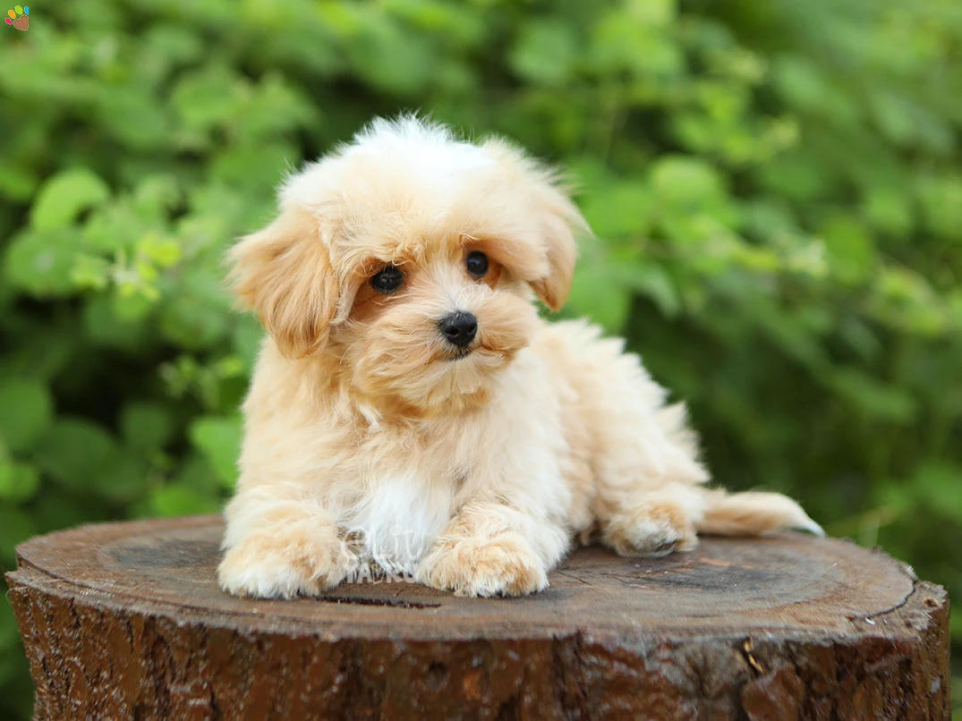 Maltipoo Norm 3