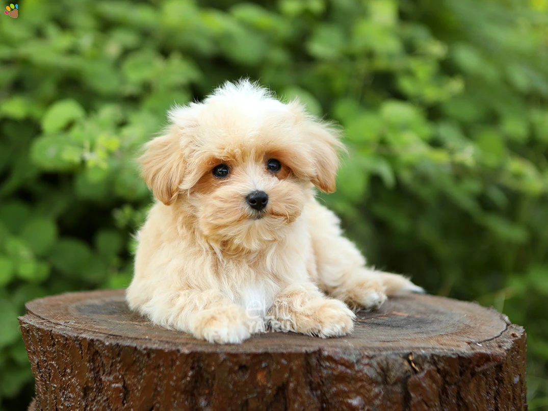 Maltipoo Norm