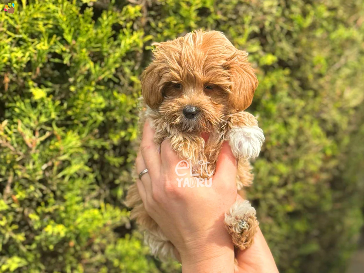 Maltipoo Nugget 4