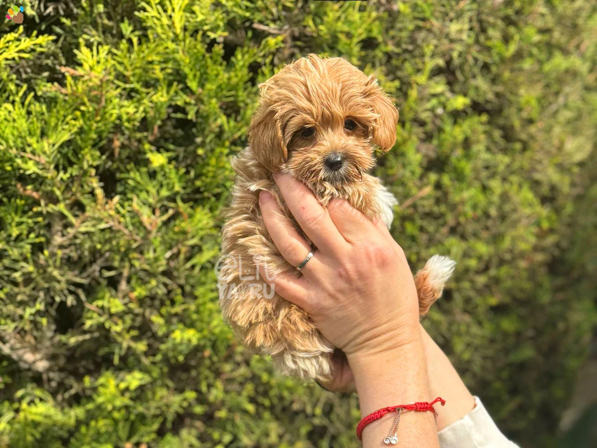 Maltipoo Nugget 2