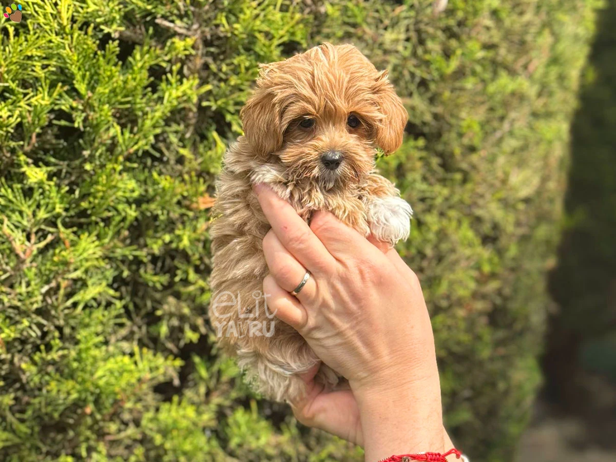 Maltipoo Nugget 3
