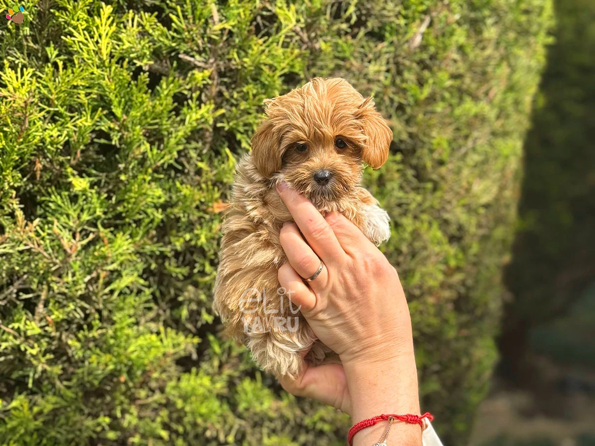Maltipoo Nugget