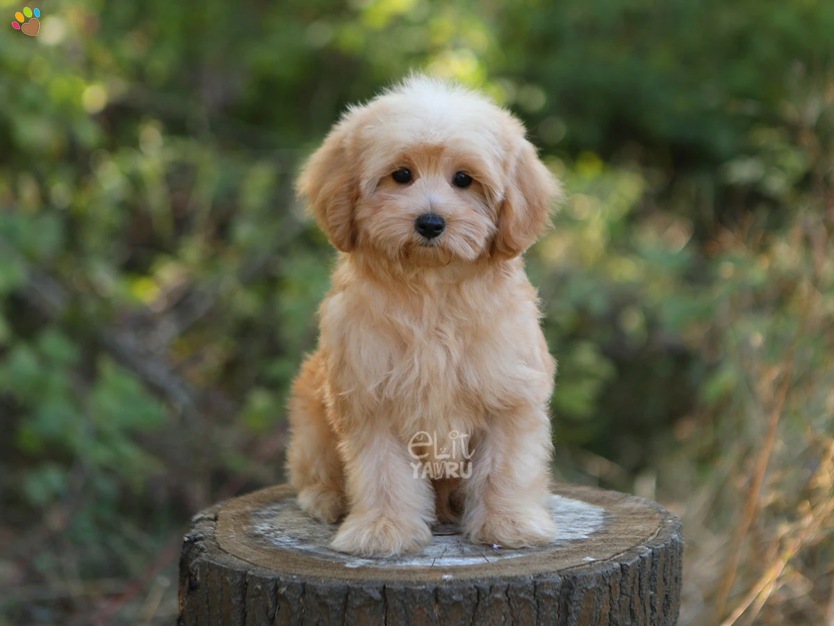 Maltipoo Olaf