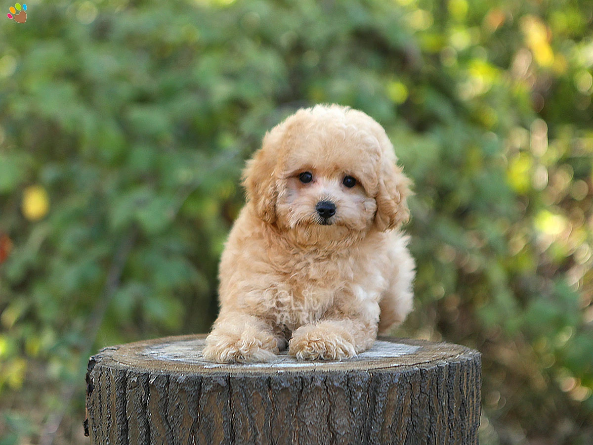 Maltipoo Oskar 4