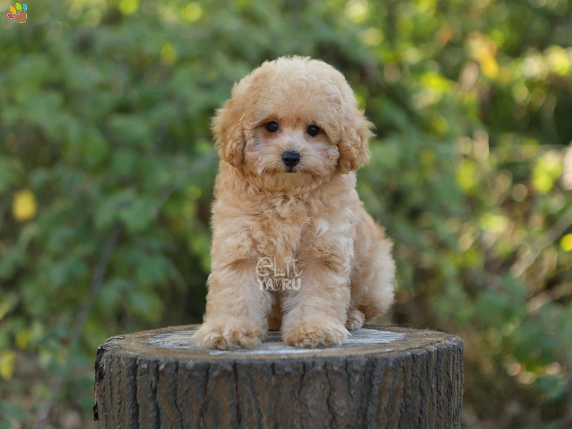 Maltipoo Oskar 3